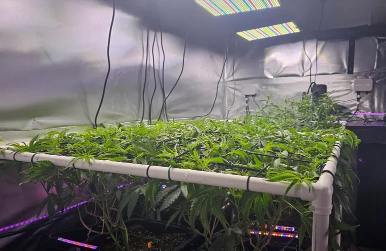 Une photo grand angle d’une salle de culture de cannabis utilisant un filet ScrOG encadré en PVC pour créer une canopée verte uniforme sous des lampes LED plein spectre.