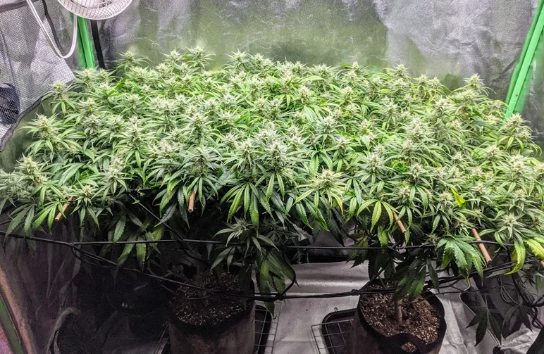 A wide-angle shot of a cannabis grow tent featuring two plants trained under a ScrOG net to create a perfectly flat, uniform canopy of flowering buds.