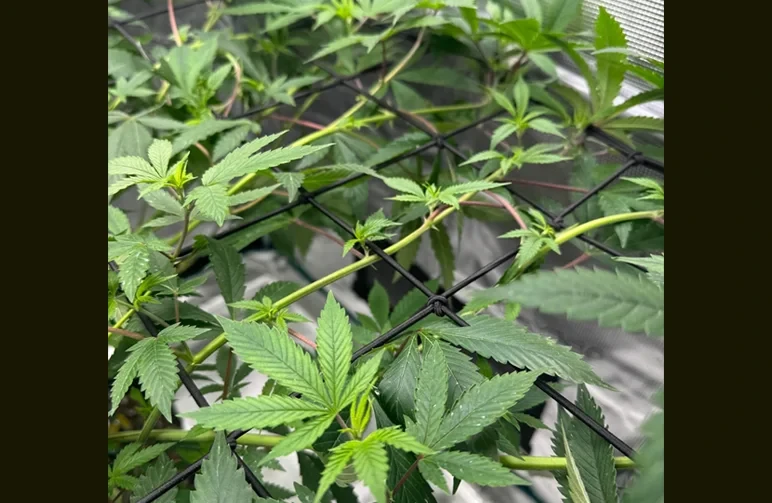 Close-up of a cannabis plant in a ScrOG setup, showing branches being tucked and woven horizontally under a black trellis net to fill the canopy.