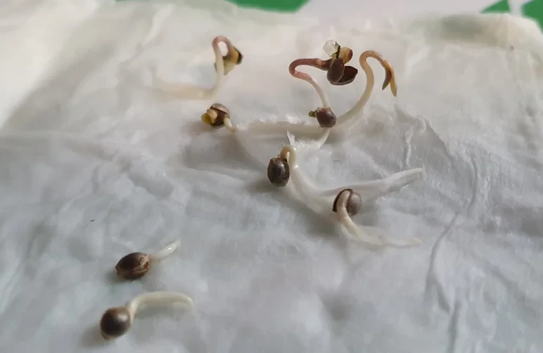 Germinated cannabis seeds on a paper towel showing different taproot lengths, with some ready to plant and others overgrown and shedding their shells.
