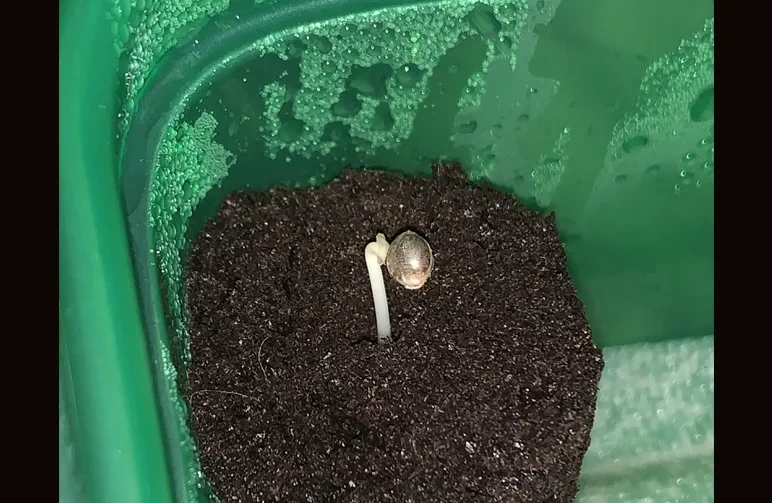 A young cannabis seedling in a soil plug with its brown seed shell stuck on the top of the stem, preventing the first leaves from opening, inside a humid green plastic tray.