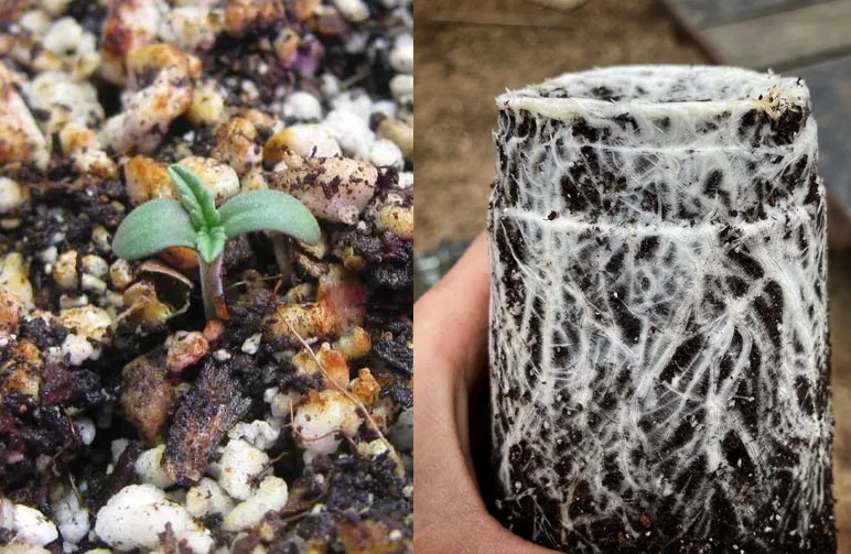 Side-by-side comparison of a tiny cannabis sprout and a healthy, well-developed white root system ready for outdoor transplanting.