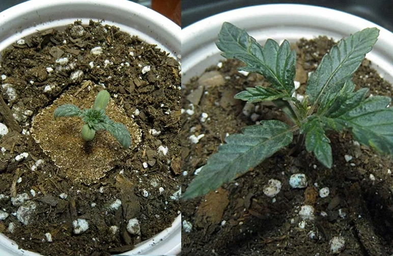 A before-and-after comparison by Nebula Haze showing a struggling cannabis seedling recovering into a healthy, vibrant young plant.