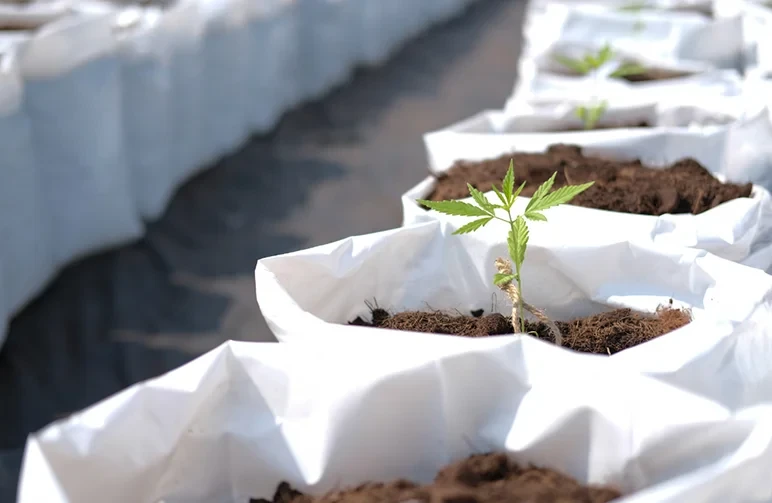 Young cannabis seedlings in white grow bags outdoors, illustrating the hardening off process and acclimating indoor plants to natural sunlight.