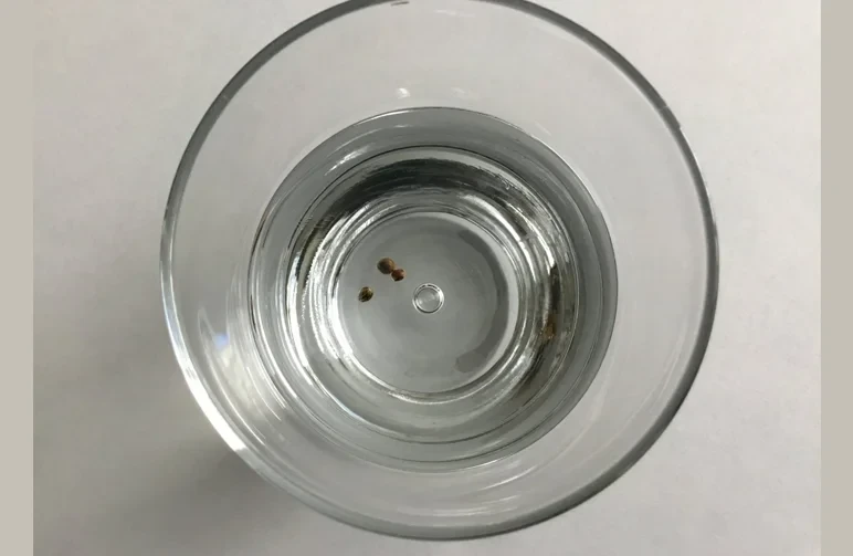 A top-down view of a clear glass of water containing several cannabis seeds at the bottom, illustrating the water soak method of germination.