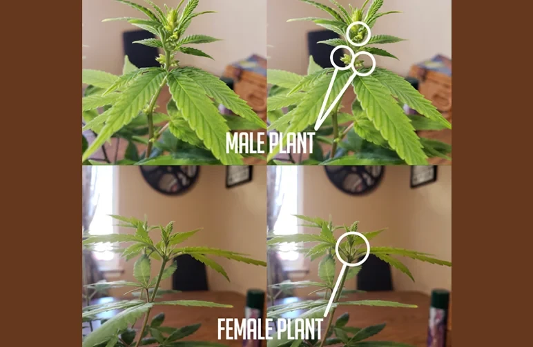 Beschrifteter Vergleich von männlichen und weiblichen Cannabispflanzen; oben sind männliche Pollensäcke weiß eingekreist, unten sind weibliche weiße Pistillen weiß eingekreist.