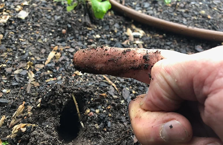 Le doigt d’une personne retiré de la terre de jardin avec des particules de terre humide collées à la peau, montrant comment vérifier l’humidité avant d’arroser.