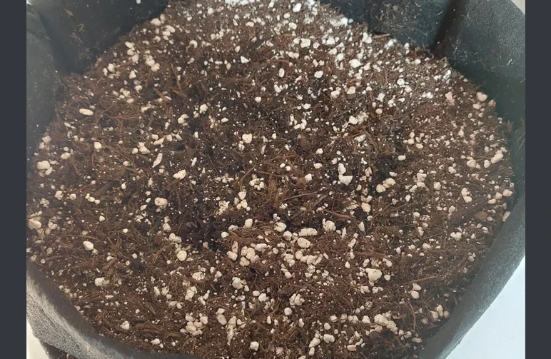 Draufsicht auf einen Stofftopf, der mit einer Erdmischung mit hohem Anteil weißer Perlite gefüllt ist, um eine gute Drainage für Cannabiswurzeln zu gewährleisten.