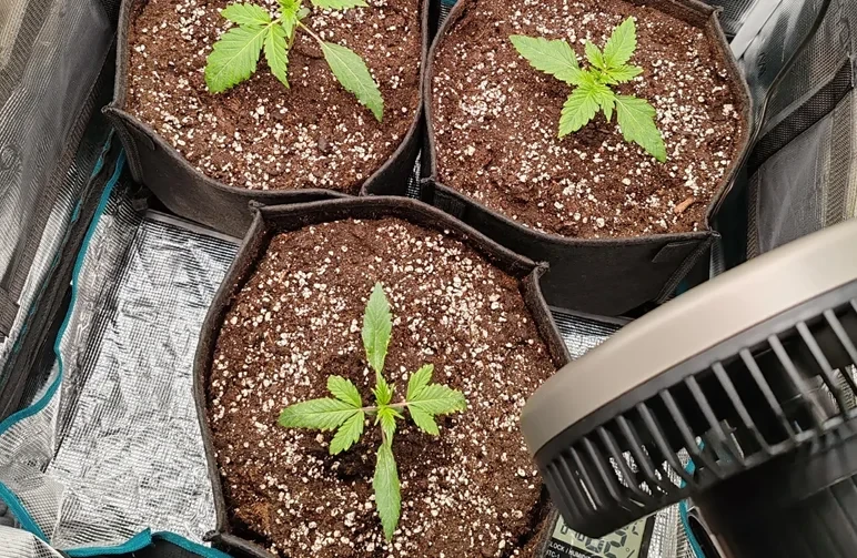 Top-down view of young cannabis plants in fabric pots where the dry soil has shrunk, leaving a visible gap between the medium and the pot edge.