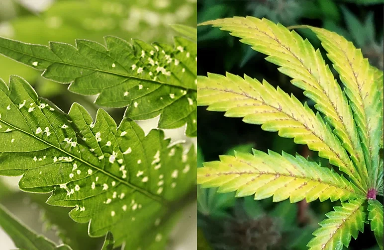 Comparison of two cannabis leaves. Left leaf shows white spider mite stippling on green foliage. Right leaf shows yellowing and brown rust spots typical of calcium deficiency or pH lockout.