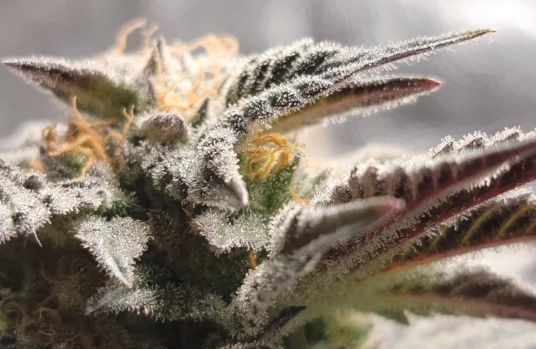 Makro-Nahaufnahme von Cannabis-Sugar-Leaves, die mit weißen, harzigen Trichomen bedeckt sind, und den potenten Frost zeigen, der zur Herstellung von Cannabutter und Hash verwendet wird.