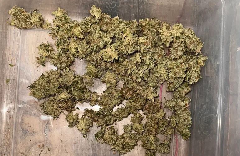 A clear plastic bin filled with resinous cannabis sugar leaves and small buds, illustrating the "gold pile" of trim to be used for making edibles.