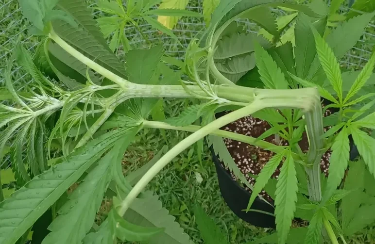 Gros plan d’une tige de cannabis montrant une articulation épaisse et cicatrisée en bois à un angle de 90 degrés après un entraînement en super cropping.