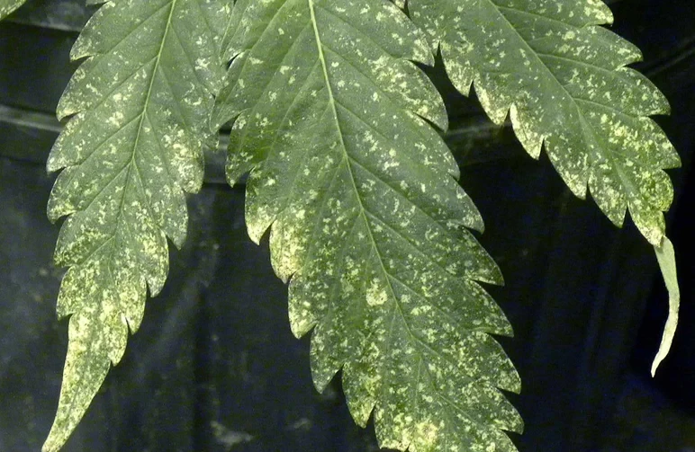 Close-up of cannabis fan leaves with thrips damage, showing irregular silvery and pale blotches that look like dried snail trails across the green tissue