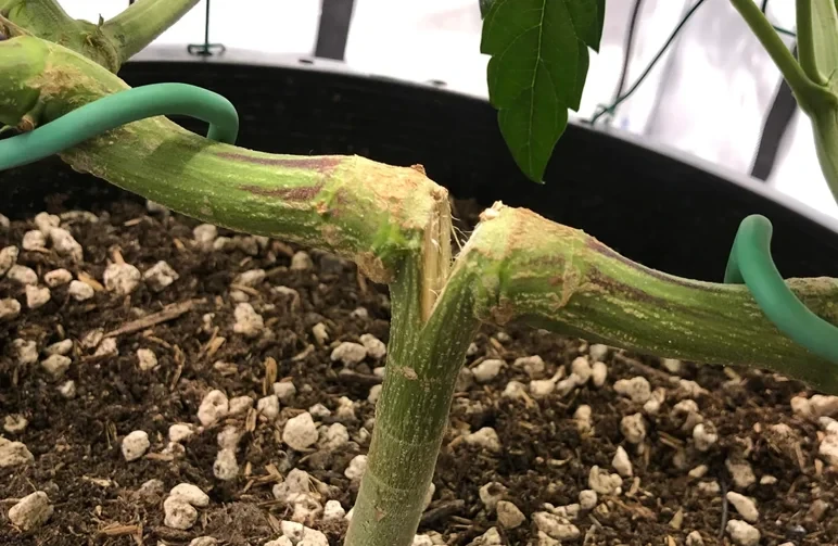Gros plan sur une tige de cannabis après un topping, montrant une division épaisse en forme de V où un cola principal est devenu deux branches robustes avec un tissu de cicatrisation visible.