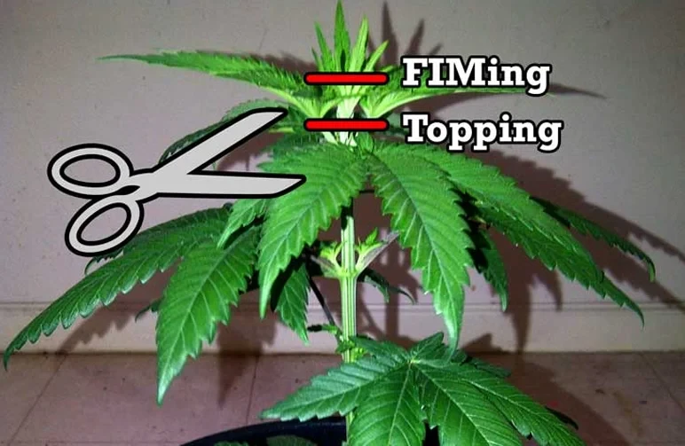 Instructional diagram of a vegetative cannabis plant with red lines indicating the specific locations on the main stem for topping and FIMing.
