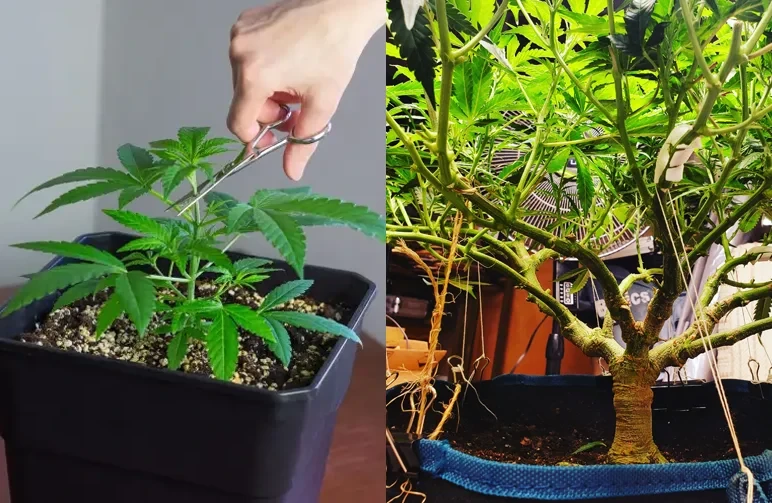 A split image showing a hand topping a cannabis plant with scissors on the left and a mature plant with branches tied down using LST techniques on the right.