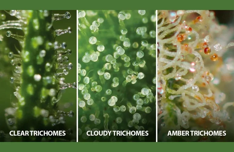 Macro microscope comparison of cannabis trichome stages: clear trichomes (underripe), cloudy white trichomes (peak potency), and amber trichomes (overripe/sedative).