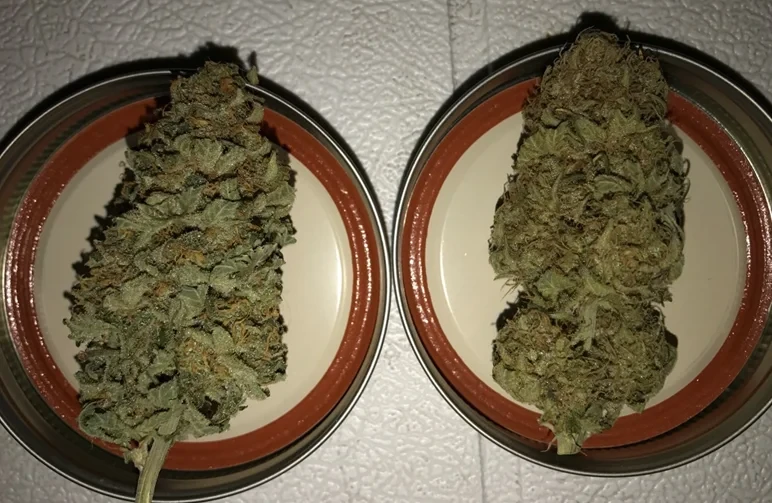 Two cannabis buds sitting on mason jar lids for comparison. The left bud is tightly trimmed and uniform; the right bud is more leafy and natural-looking, showing the difference between wet and dry trimming styles.