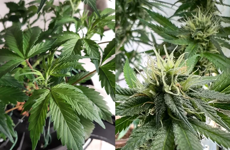 Side-by-side comparison showing a cannabis plant in the vegetative growth stage and a cannabis plant with white pistils entering the early flowering stage.