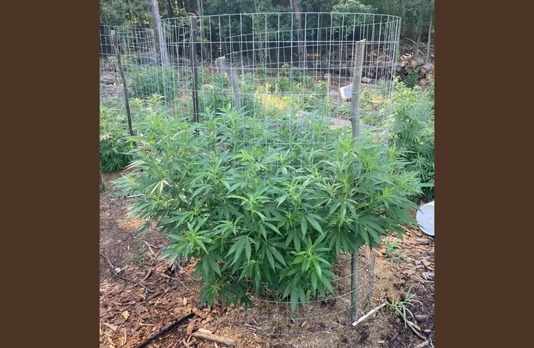 An outdoor cannabis plant surrounded by a sturdy circular wire cage and wooden support stakes for wind protection in a garden.