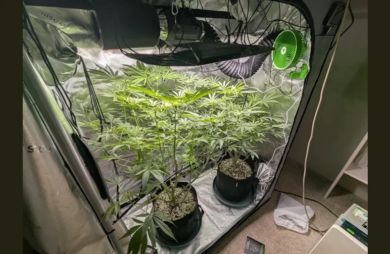 Inside a clean reflective cannabis grow tent featuring two healthy plants, an oscillating fan for airflow, and a carbon filter exhaust system.