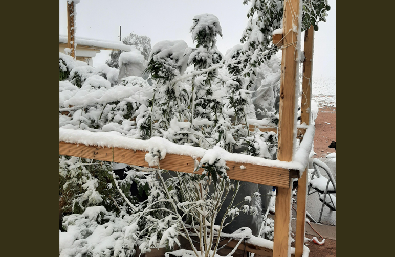 Large outdoor cannabis plants covered in thick white snow during a surprise Colorado autumn snowstorm; illustrates the risk of early frost in high-altitude growing.