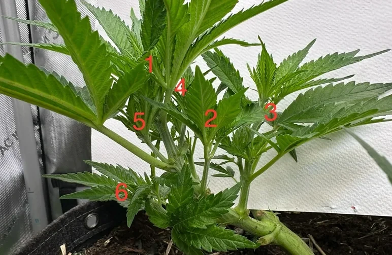 Alt-tekst: Een jonge cannabisplant met rode cijfers 1 tot en met 6 die de nodes markeren waar takken de hoofdstam ontmoeten, gebruikt om te bepalen waar je de plant moet toppen.