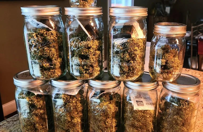 How to Store Cured Buds for Long-Term Freshness and Potency (Without Killing Your Terps)