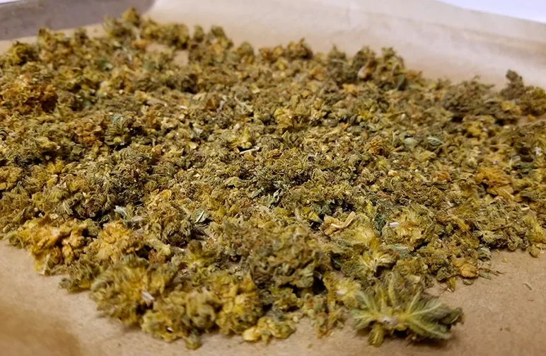 Ein Backblech, bedeckt mit decarboxyliertem Cannabis-Trim, das die ideale geröstete goldbraune Farbe nach dem Erhitzen im Ofen zeigt.