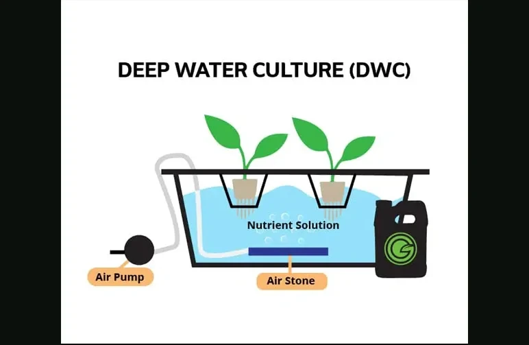 Un schéma pédagogique simplifié d’un système hydroponique Deep Water Culture (DWC) montrant la relation entre la pompe à air, la pierre à air, la solution nutritive et les plantes.