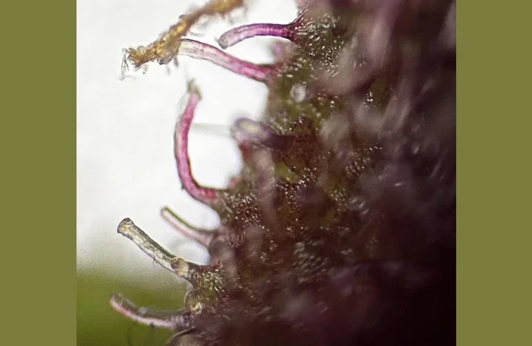 Photographie macro extrême de trichomes de cannabis montrant des tiges violettes dont les têtes de résine manquent, illustrant la perte de cannabinoïdes et de terpènes due à une mauvaise manipulation.