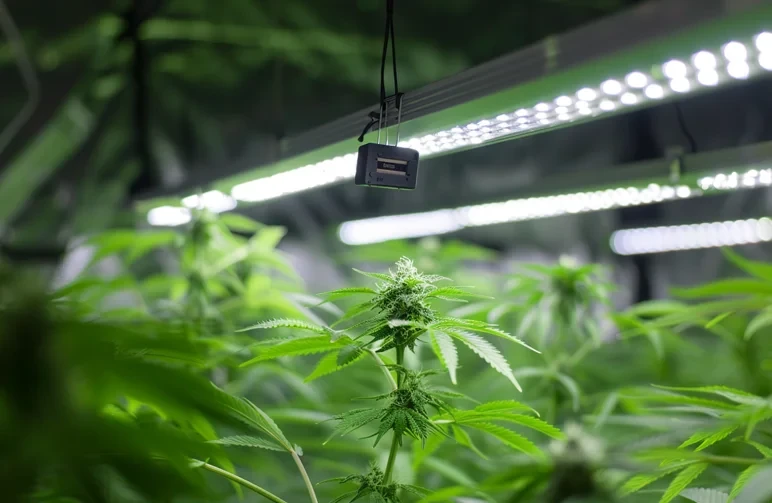An indoor grow setup showing a bar-style LED grow light illuminating a lush cannabis canopy, with a climate sensor hanging in the center to monitor temperature and humidity.