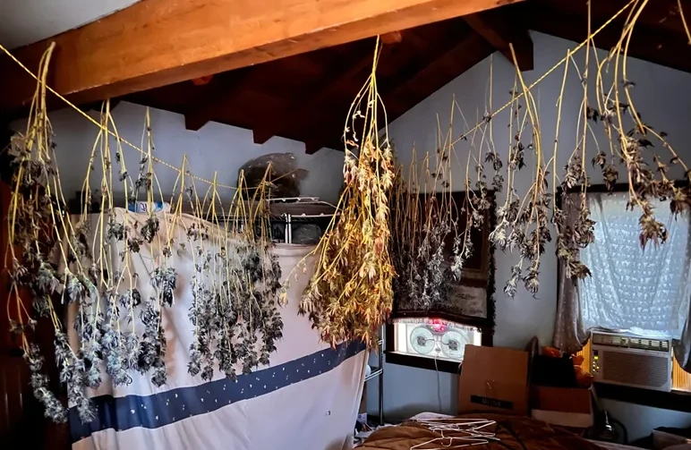 A room filled with large cannabis branches hanging upside down from lines to dry, with an AC unit and window fan visible for climate control.