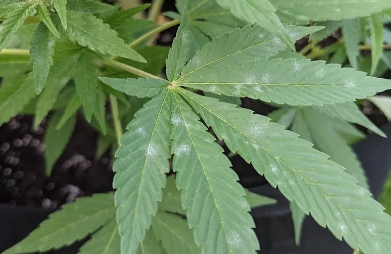 Close-up of a green cannabis fan leaf showing small, circular white spots of powdery mildew in its early stages.