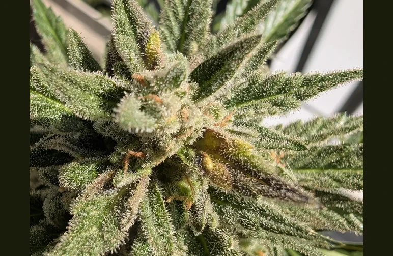 Macro photograph of a cannabis bud showing early signs of Botrytis infection, specifically a single necrotic brown sugar leaf protruding from a healthy, trichome-covered flower.