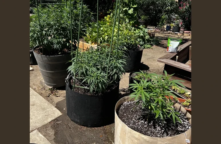 A variety of cannabis plants growing in large black and tan fabric pots in a backyard garden to improve soil drainage.