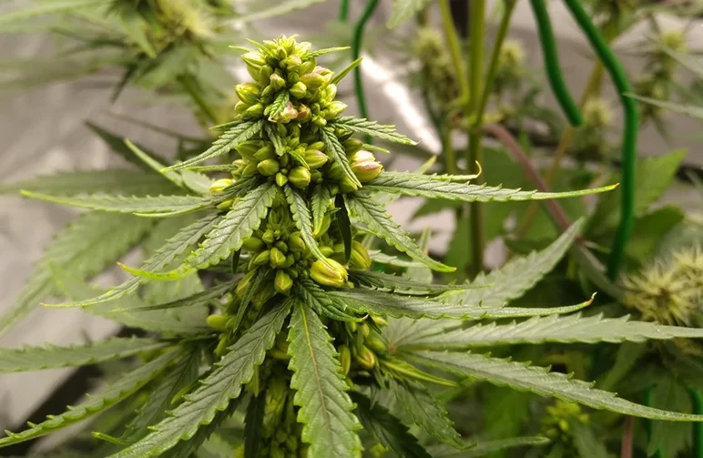 Un gros plan d’un plant de cannabis femelle qui a développé des grappes de sacs de pollen mâles au lieu de fleurs après avoir été traité à l’argent colloïdal.