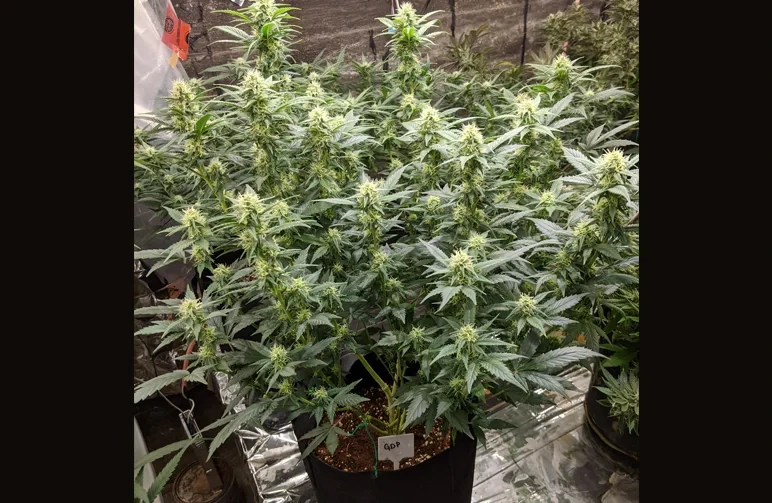 Eine große, buschige Granddaddy-Purple-Cannabispflanze in voller Blüte, mit Dutzenden Colas und starker Verzweigung als Ergebnis von Monster Cropping.