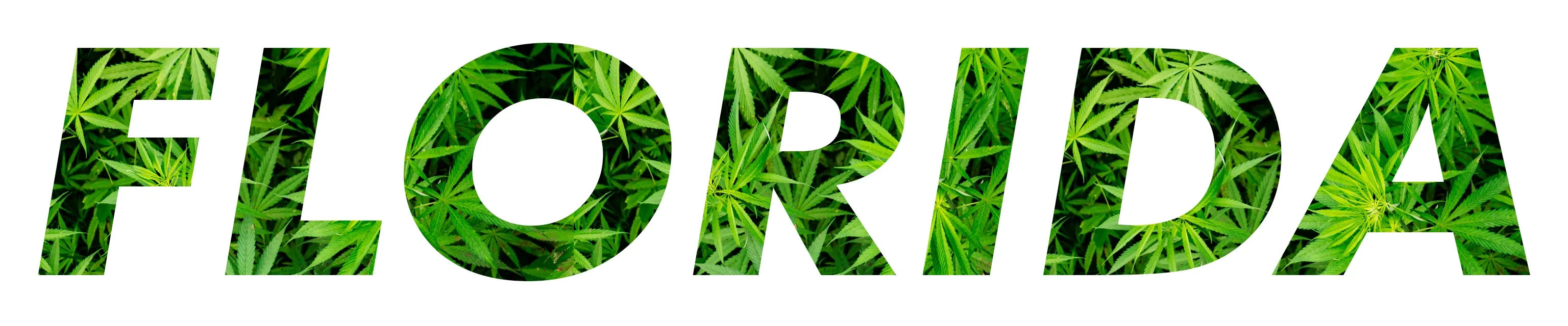 An image of the word "Florida" with Cannabis leaves within the letters