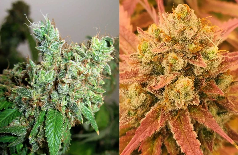 Side-by-side comparison of cannabis buds. Left: Airy, elongated 'foxtailing' caused by stress. Right: Dense, swollen calyces with a natural fade indicating a healthy, ripe plant.