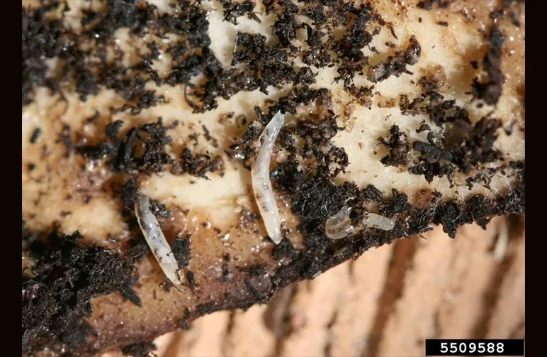 Close-up macro photo of translucent fungus gnat larvae with black heads on a raw potato slice used for soil pest monitoring.