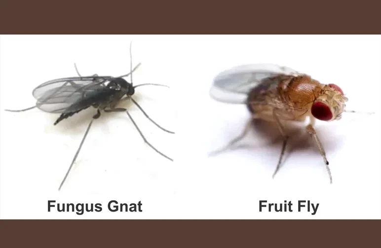 A side-by-side identification guide showing a dark, slender fungus gnat next to a tan fruit fly with red eyes to help growers identify cannabis pests.