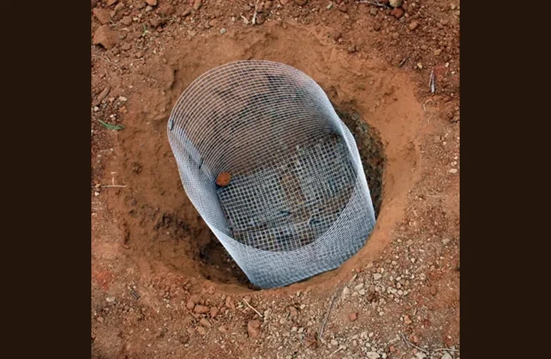 A galvanized wire mesh hardware cloth basket sitting inside a freshly dug planting hole to protect cannabis roots from gophers.