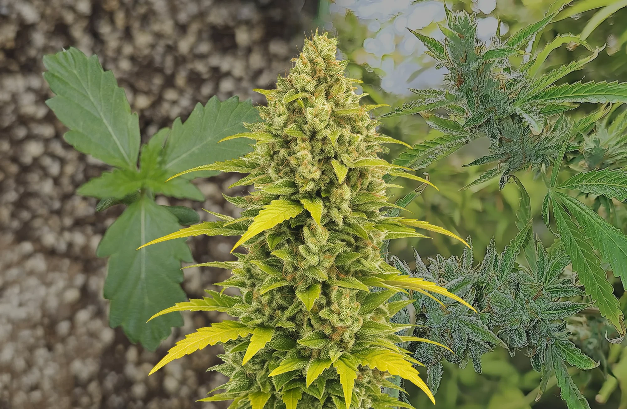 Acapulco Gold Auto - Woche für Woche Grow-Report & Sortenreview
