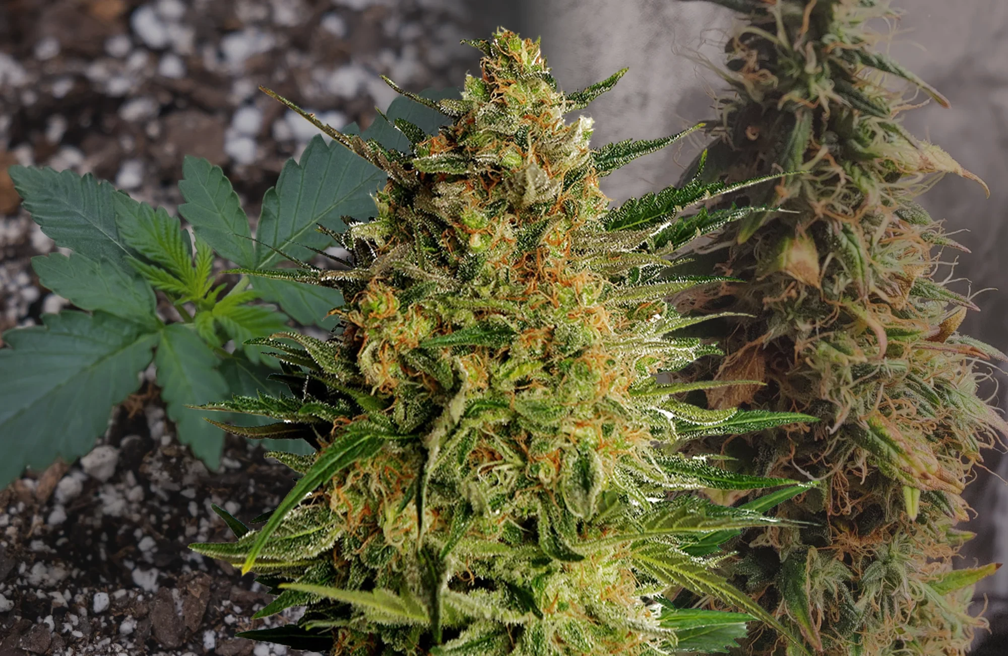 AK47 Auto Woche-für-Woche Grow-Tagebuch