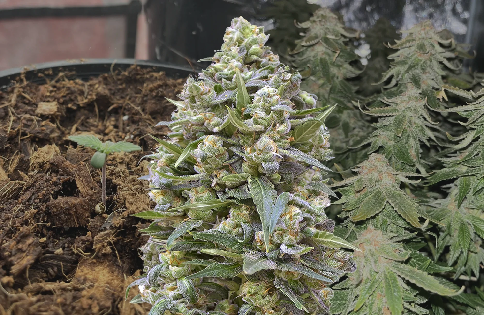 Alaskan Thunder Fuck – Woche für Woche Grow-Report & Sortenreview