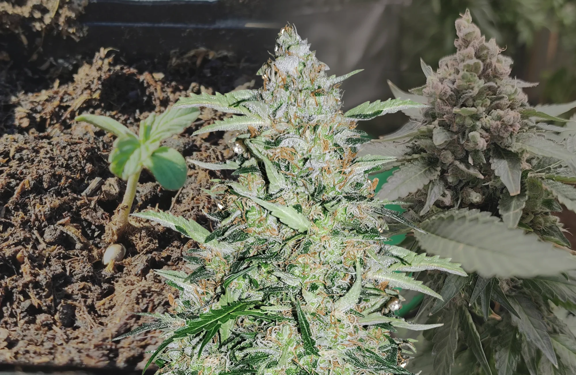American Patriot - Woche für Woche Grow-Report & Sortenreview