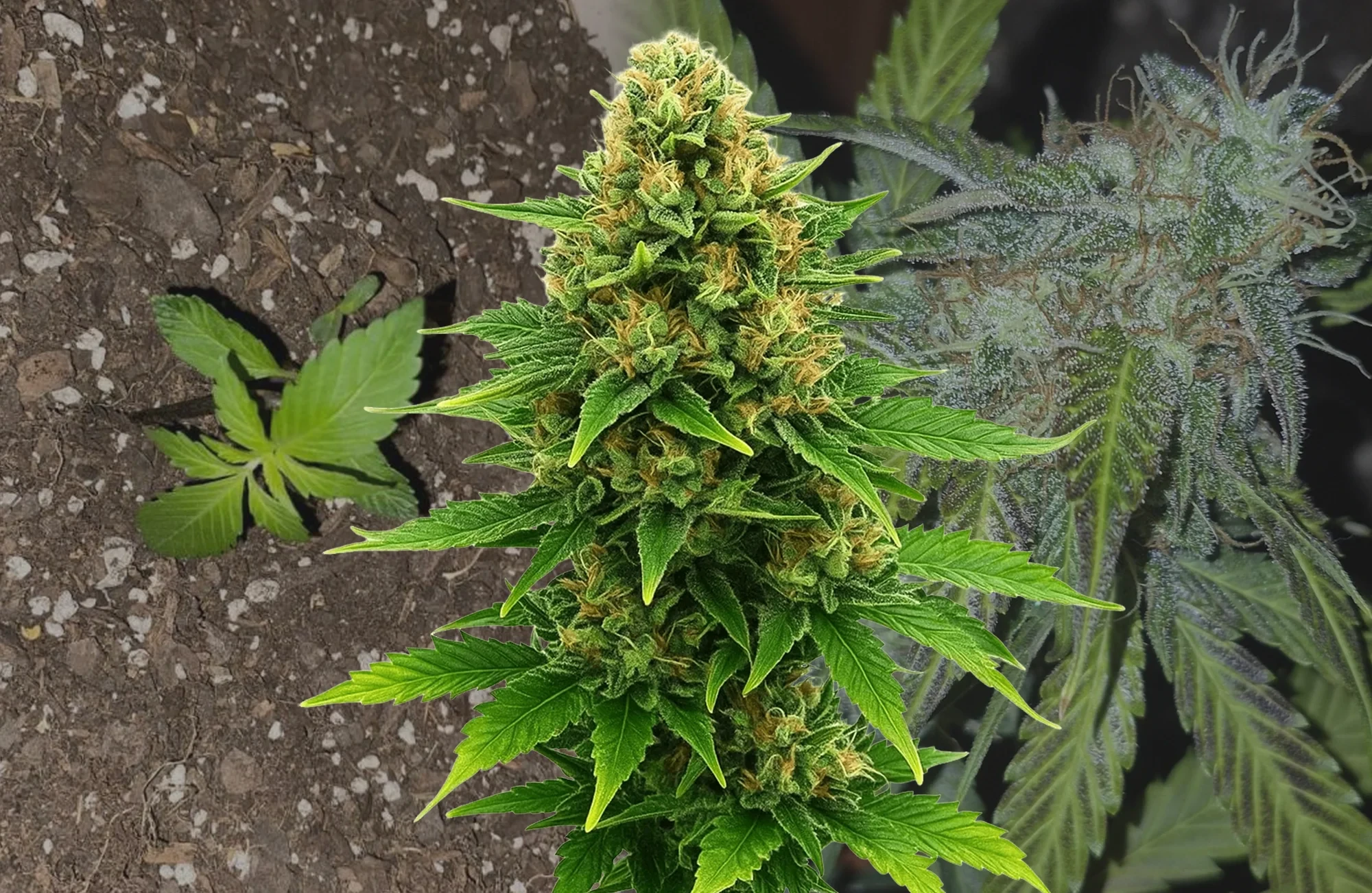 Amnesia Haze x Blueberry Auto - Week By Week Grow Diary & Strain Review