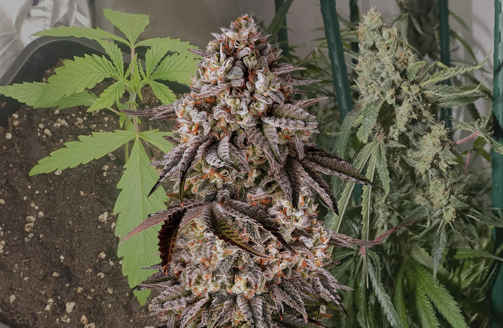 Black Runtz - Woche für Woche Grow-Report & Sortenreview